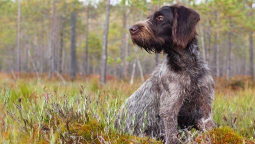 Duitse Wirehaired Pointer in het bos