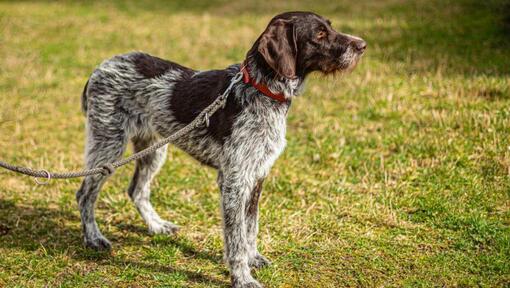 Duitse Wirehaired Pointer aan de leiband