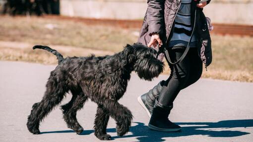 Schnauzer géant marchant en laisse