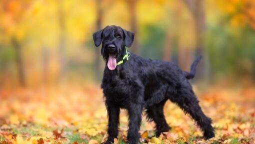 Riesenschnauzerpuppy in het de herfstbos