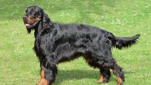 Hond staande op het gras