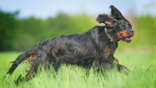 Hond die in het gras loopt