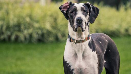 Great Dane staande op het gras