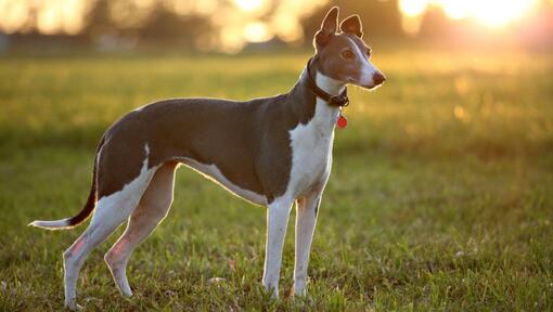 Greyhound est debout sur le terrain dans une chaude soirée d'été