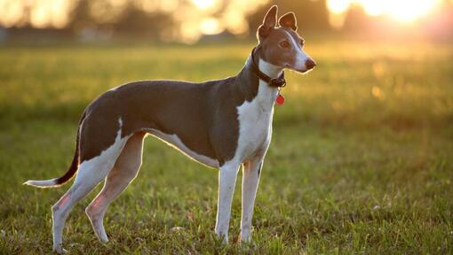 Greyhound staat op een warme zomeravond in het veld