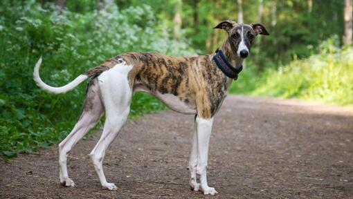 Greyhound loopt in het bos