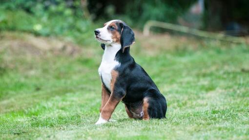 De Hamiltonstovare-puppy staat recht in de tuin