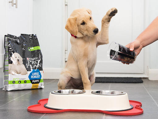 Chiot labrador enthousiasmé par la nourriture Pro Plan