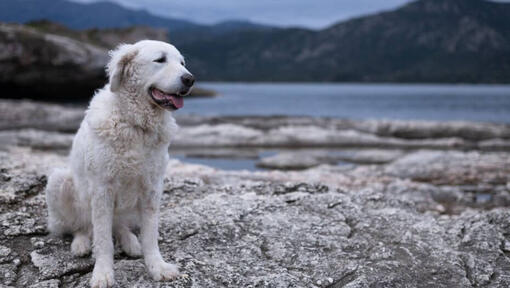 De Hongaar Kuvasz staat op het strand bij het meer en bos