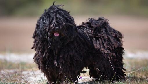 Le petit Puli hongrois se tient près de la forêt