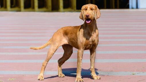 Hongaarse Wire Haired Vizsla loopt in de stad