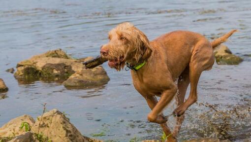 Braque hongrois (Vizsla) à poil dur joue et saute dans la rivière