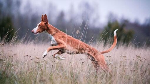 Ibizan Hound springt in het veld