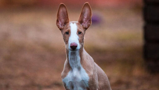 Ibizan Hound kijkt naar iemand