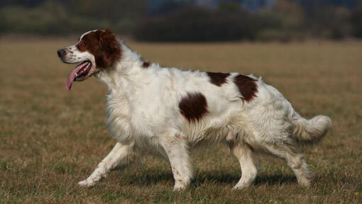 Setter irlandais rouge et blanc court et joue dans le jardin 