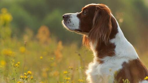 Ierse rood-witte setter staat in het bloemenveld