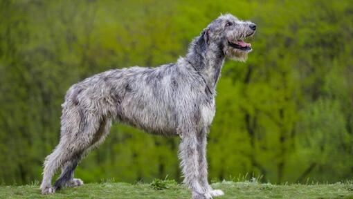 Irish Wolfhound est debout près de la forêt