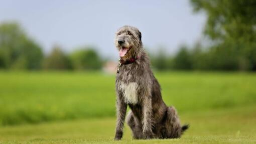 Irish Wolfhound est debout sur l'herbe dans une chaude journée de printemps