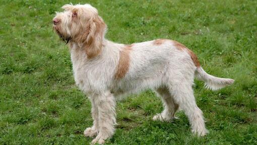 Italiaanse Spinone die zich op het gras bevindt