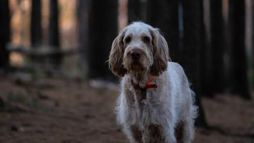 Hond staande in donker bos