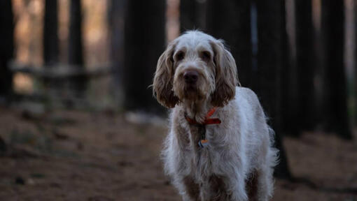 Chien debout dans la forêt sombre