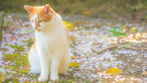 Japanese Bobtail Long Hair cat marche dans le parc