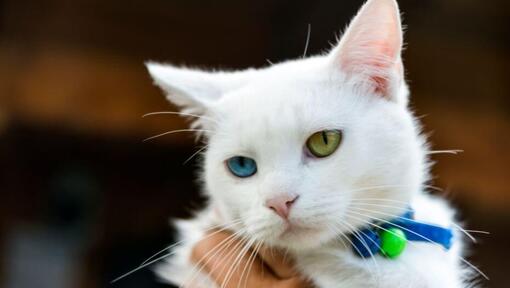 Japanese Bobtail Short Hair kijkt naar iemand