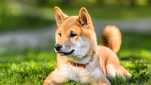 Japonais Shiba Inu est allongé sur l'herbe