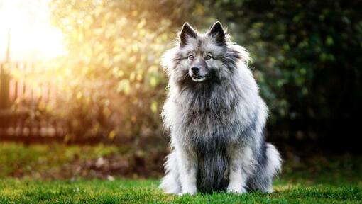 Keeshond staat op de achtertuin