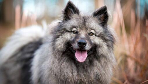 Keeshond avec la langue qui colle