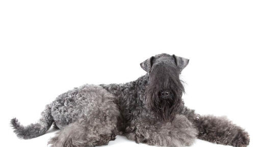 Kerry Blue Terrier poseren voor de camera