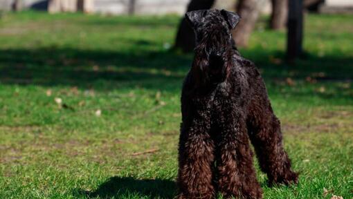 Kerry Blue Terrier staande op het gras