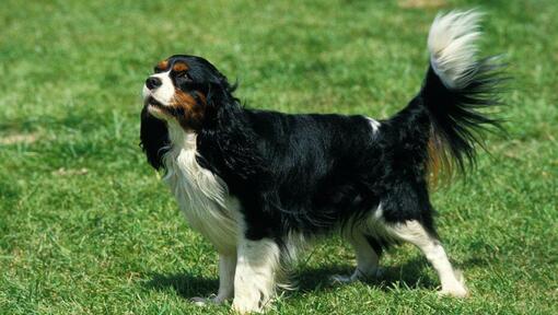 King Charles Spaniel staat op het gras en de wind blaast een vacht