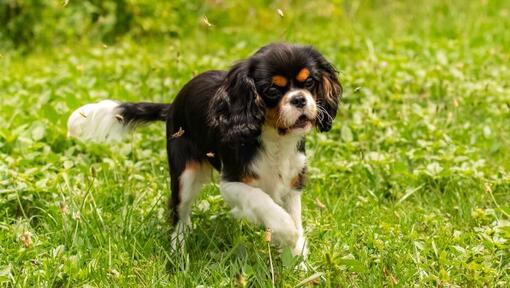 King Charles Spaniel joue dans le jardin