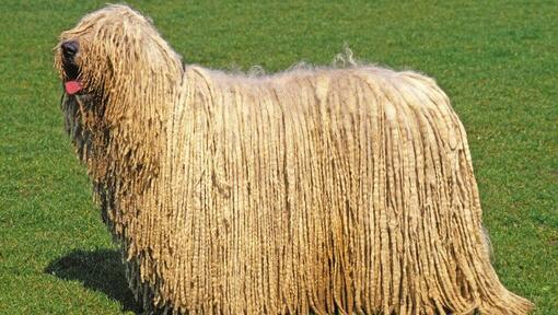 Komondor sur le terrain