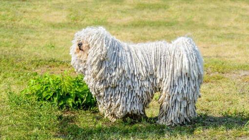 Komondor met tong uitsteken