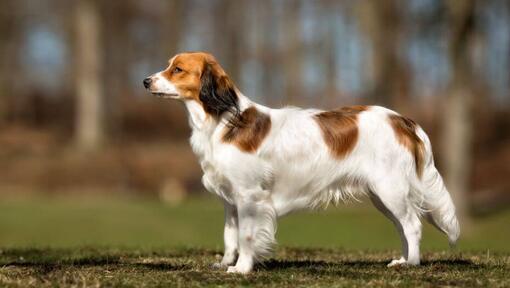 Kooikerhondje staat op een warme zomerdag in de tuin