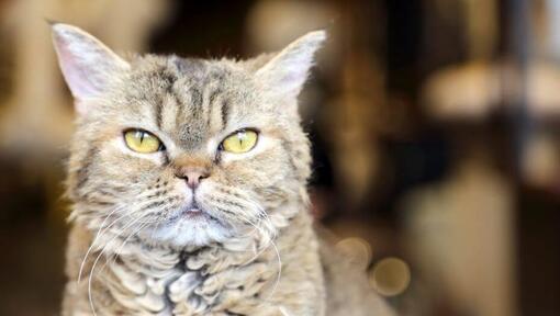 Le chat de La Perms regarde quelque chose