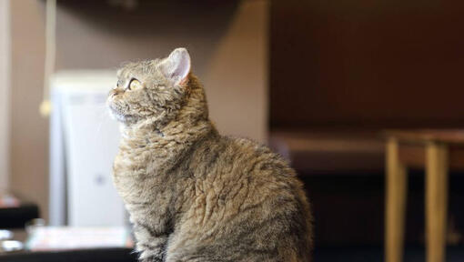 Le chat de La Perms regarde le temps dehors par la fenêtre.