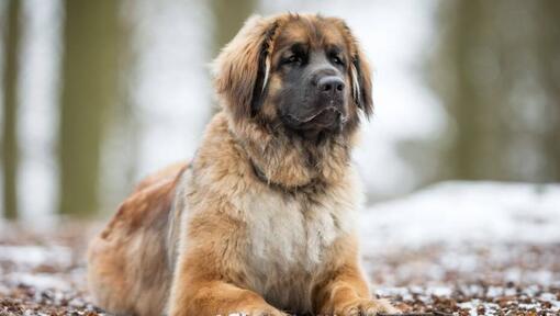 Leonberger ligt in de buurt van een besneeuwd bos