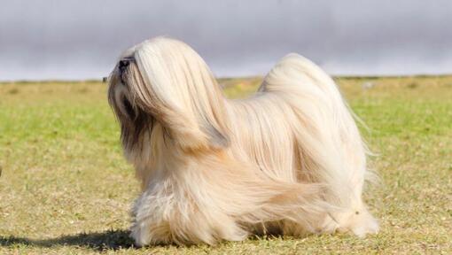 Lhassa Apso est debout et le vent souffle une fourrure