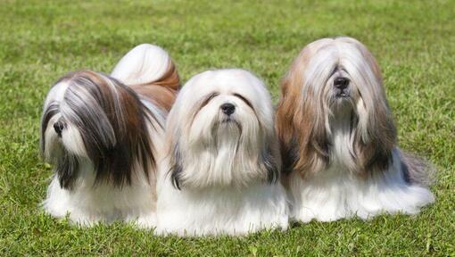 Drie Lhasa Apso liggen op het gras