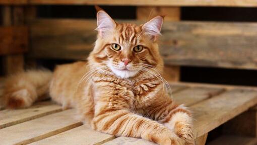 Ginger Maine Coon ligt op tafel