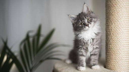 Chaton Maine Coon regarde de manière ludique