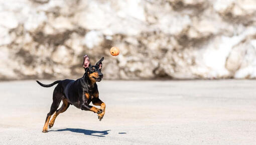 Terrier fonctionnant sur une neige