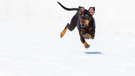 Hond loopt snel op een sneeuw