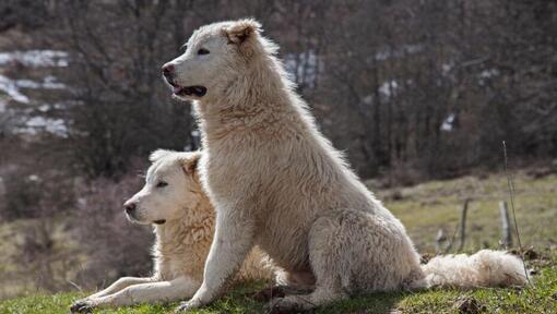  Twee Maremma-herdershonden rusten uit op het gazon