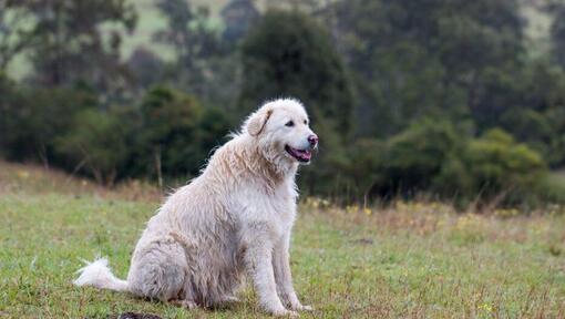 Maremma Sheepdog staat vlakbij het bos