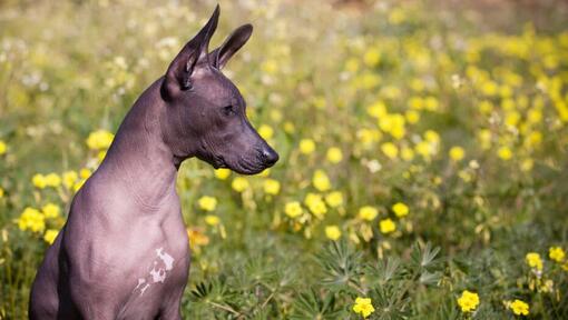 Chien assis dans un champ de fleurs jaunes