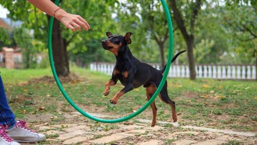 Hond die door de trainingscirkel springt